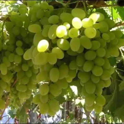 Виноград ИЛЬЯ  в Калинковичах