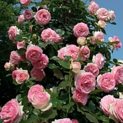 Роза ПЬЕР ДЕ РОНСАР плетистая в Калинковичах