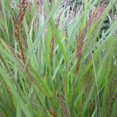 Просо ВЭРРИОР прутьевидное в Калинковичах