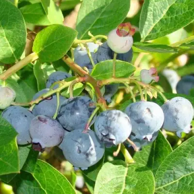 Голубика БЛЮДЖЕЙ в Калинковичах