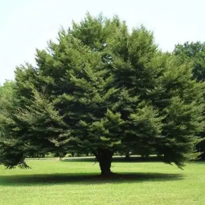 Бук обыкновенный в Калинковичах