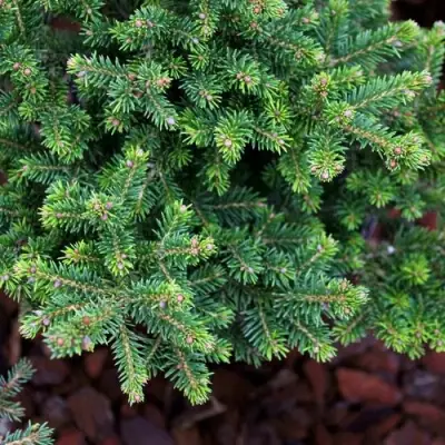 Ель ВИЛС ЦВЕРГ обыкновенная в Калинковичах