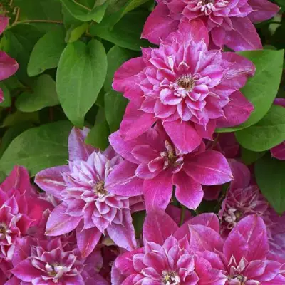 Клематис МАЙ ДАРЛИНГ  в Калинковичах