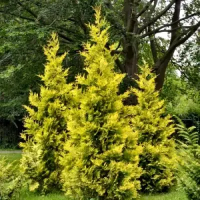 Туя ГОЛДЕН БРАБАНТ западная в Калинковичах