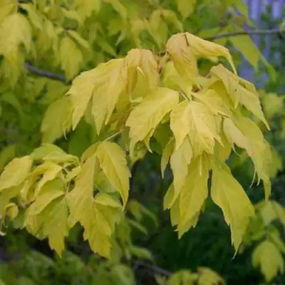 Клен ясенелистный в Калинковичах