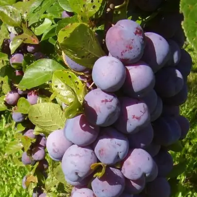 Слива НАГРАДА НЕМАНСКАЯ в Калинковичах