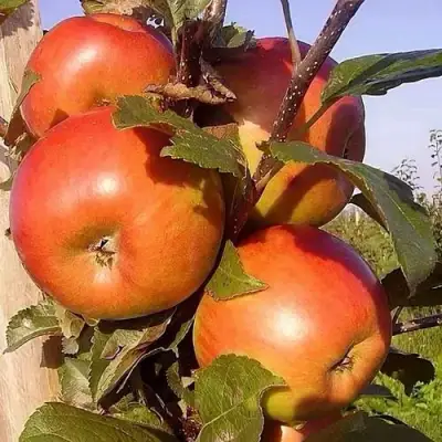 Яблоня ФРИДОМ в Калинковичах