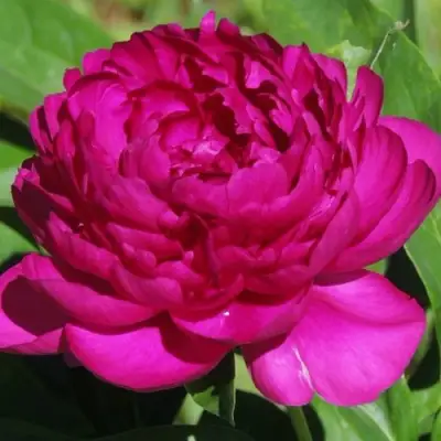 Пион БАРХАТ НОЧИ травянистый в Калинковичах