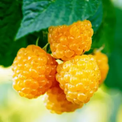 Малина МЕДОВАЯ в Калинковичах