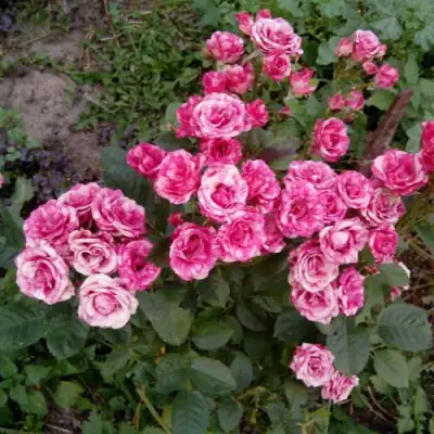 Роза ФЛЕШ ДАНС спрей в Калинковичах