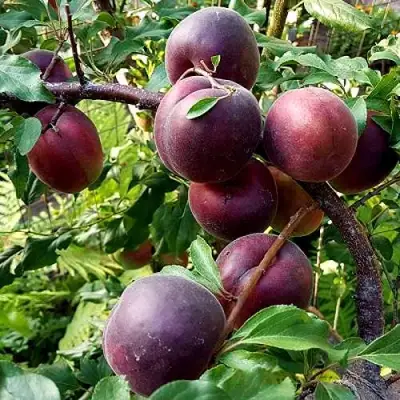 Шарафуга БЕЛЛА РОЯЛЬ в Калинковичах