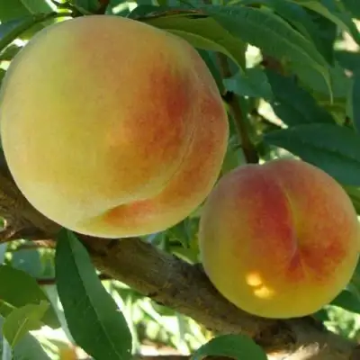 Персик ДОНЕЦКИЙ ЖЕЛТЫЙ в Калинковичах