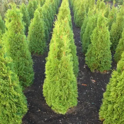 Туя САННИ СМАРАГД западная  в Калинковичах