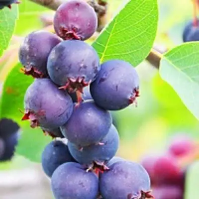 Ирга СМОУКИ в Калинковичах