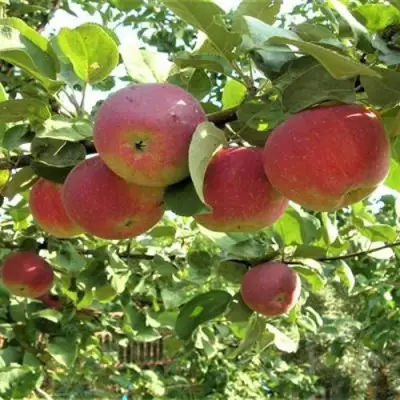 Яблоня ОРЛИК в Калинковичах