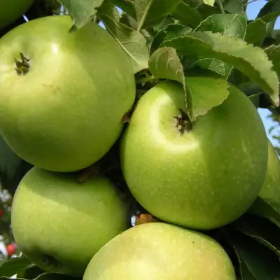 Яблоня КАЛУЖАНКА в Калинковичах