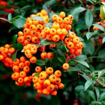 Пираканта ОРАНЖ ГЛОУ в Калинковичах