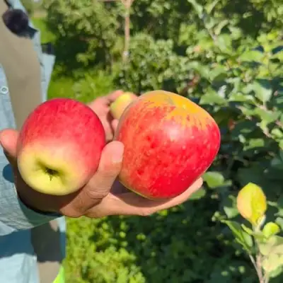 Яблоня БЛАГАЯ ВЕСТЬ в Калинковичах