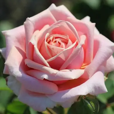 Роза ФРЕДЕРИК МИСТРАЛЬ чайно-гибридная в Калинковичах