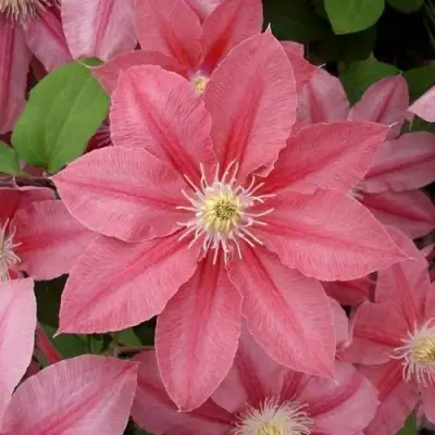 Клематис ЛИТЛ МЕРМЕЙД в Калинковичах