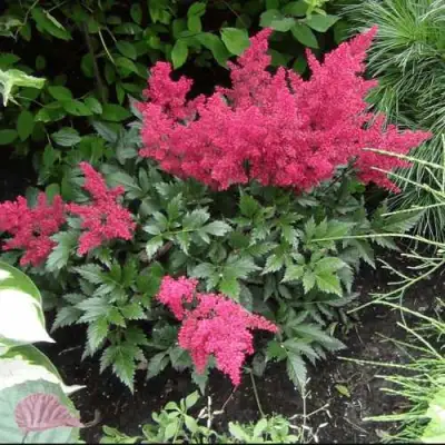 Астильба БОНН японская в Калинковичах