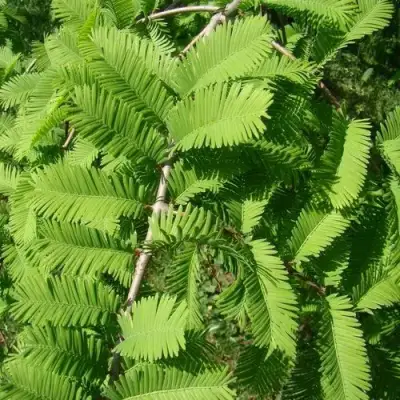 Метасеквойя  ГЛИПТОСТРОБОИДНАЯ  в Калинковичах