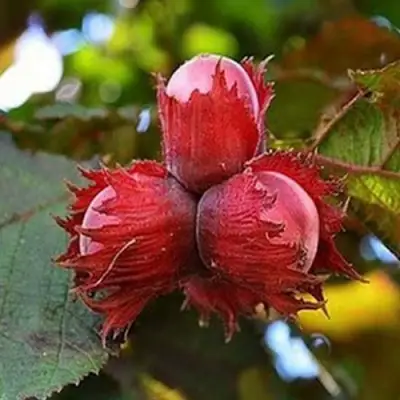 Фундук КРАСНЫЙ ЯНТАРЬ в Калинковичах