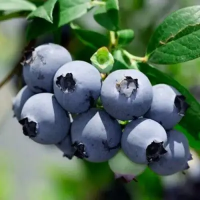 Голубика СИЕРРА в Калинковичах