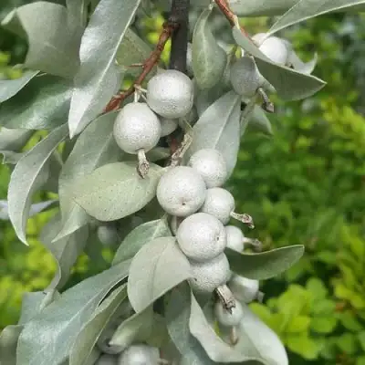 ЛОХ СЕРЕБРИСТЫЙ в Калинковичах