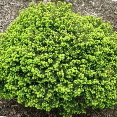 Ель ЛИТЛ ДЖЕМ обыкновенная в Калинковичах