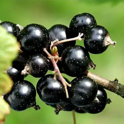 Смородина чёрная ЦЕРЕРА в Калинковичах