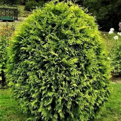 Туя ТИП ТОП западная в Калинковичах