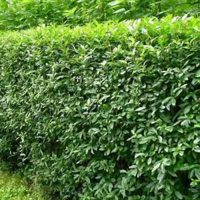 Бирючина обыкновенная в Калинковичах