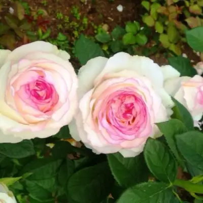 Роза ДОЛЬЧЕ ВИТА чайно-гибридная в Калинковичах