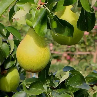 Груша ДОБРЯНКА в Калинковичах