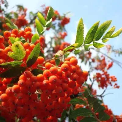 Рябина ВЕФЕД сладкоплодная в Калинковичах