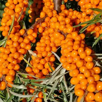 Облепиха ЕЛИЗАВЕТА в Калинковичах