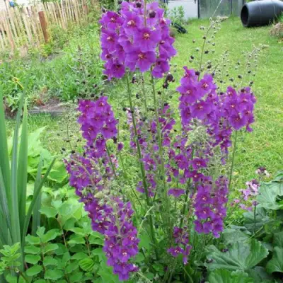 Коровяк ВИОЛЕТТА (вербаскум) в Калинковичах