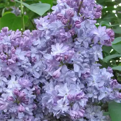 Сирень НЕБО МОСКВЫ в Калинковичах