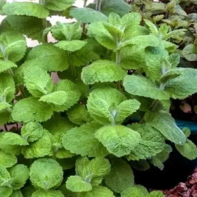 Мята яблочная в Калинковичах