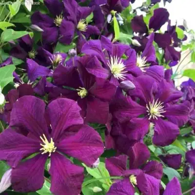 Клематис ПАНТЕР в Калинковичах