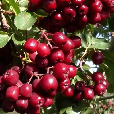 Рябина ГРАНАТНАЯ сладкоплодная в Калинковичах