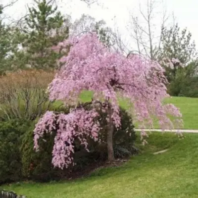 Сакура КИКУ ШИДАРЕ в Калинковичах