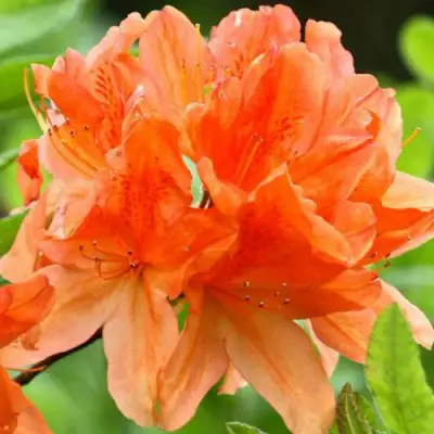 Азалия ГЕЙША ОРАНЖ японская в Калинковичах