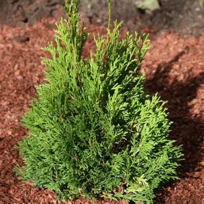 Туя МИКИ западная в Калинковичах