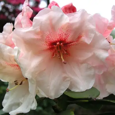 Рододендрон ХАНЯ	 в Калинковичах