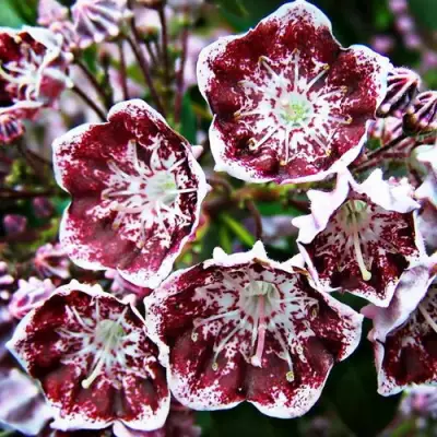 Кальмия БЛЕК ЛЕЙБЛ  в Калинковичах