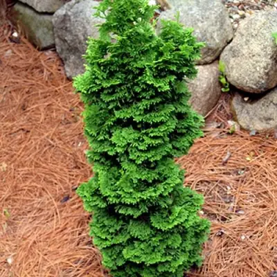 Туя СПИРАЛИС МИНИ западная в Калинковичах