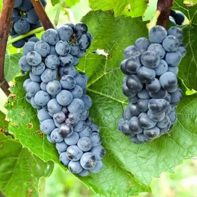 Виноград ВЭЛИАНТ в Калинковичах