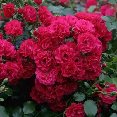 Роза РАДОСТЬ САДОВНИКА (ГАРТЕН ФРОЙДЕ) почвопокровная в Калинковичах